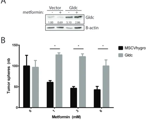 Figure 3. Glycine decarboxylase overexpression reduces metformin sensitivity.   (A)  Western  blot  showing  glycine  decarboxylase  (GLDC)  levels  in  vector  or   GLDC-overexpressing cells