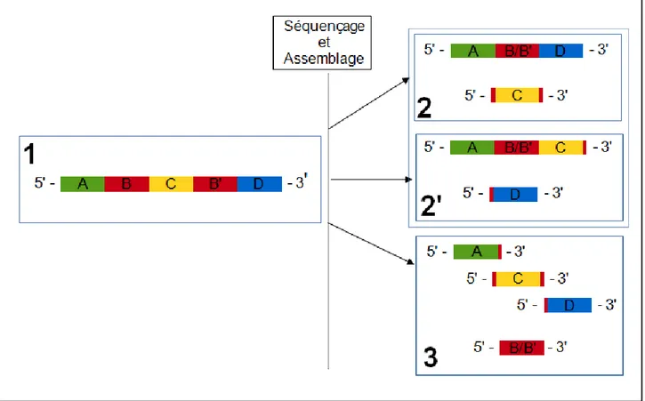 Figure  1.  Représentation  schématisée  de  l'affaissement  d'une  région  répétée  sur  elle-même 