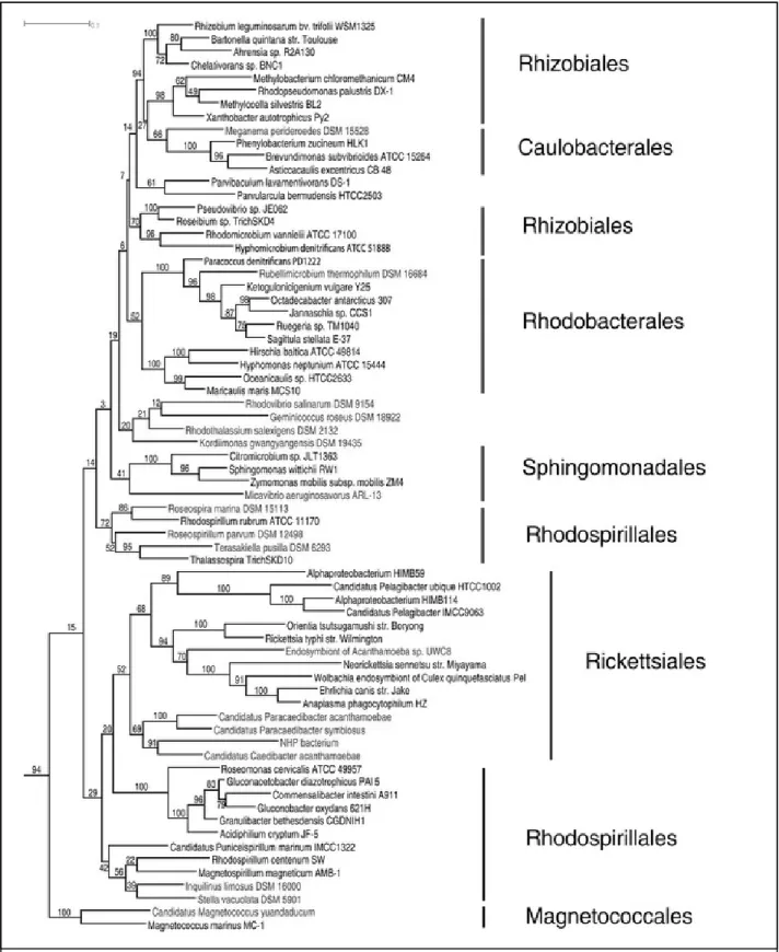 Figure 3.  Arbre phylogénétique des Alpha-Protéobactéries, réalisé à partir des séquences des 