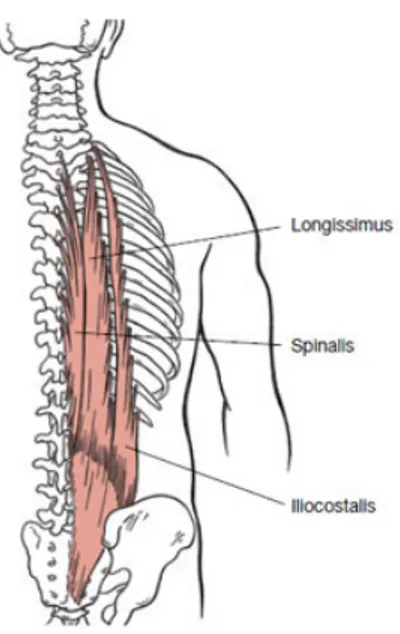 Figure 1 : Vue postérieure des muscles érecteurs spinaux 