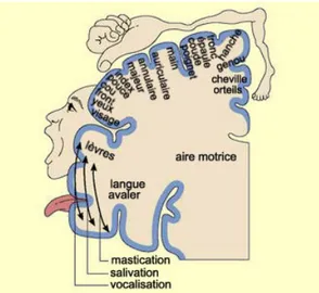 Figure 2 : Organisation somatotopique des différentes parties du corps dans le cortex moteur primaire 