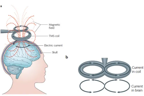 Figure  3 :  Schématisation  de  la  stimulation  magnétique  transcrânienne  avec une bobine figure en huit  