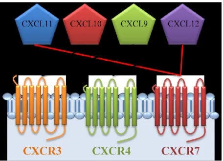 Figure 1. Schematic view of the possible interactions between different ligands and CXC- CXC-chemokine receptors