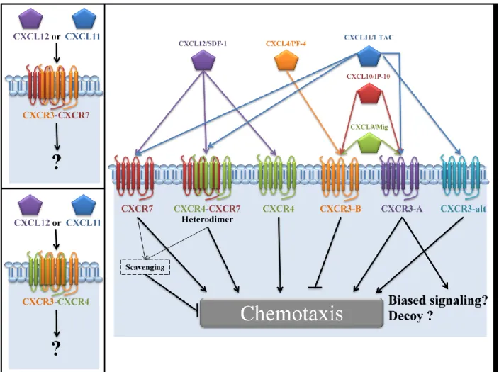Figure 4. Overall overview of the chemokine system studied in this present work.  