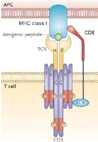 Figure  3 Reconnaissance antigénique  par le RCT 