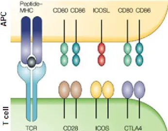 Figure 5: Molécules de costimulation des lymphocytes T 