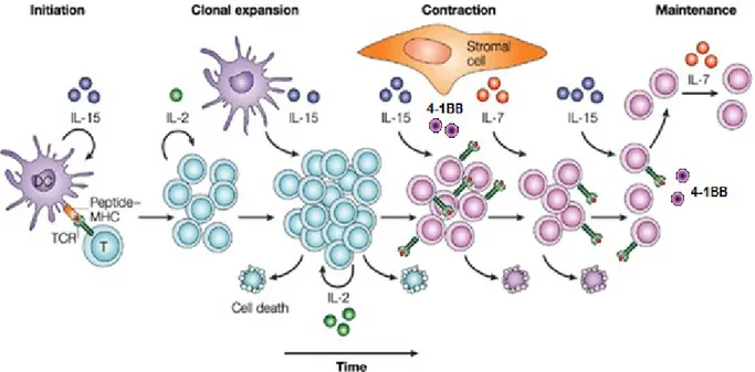 Figure 6 : Contrôle par les cytokines γc et 4-1BB de la réponse et le maintien à long terme  des lymphocytes T CD8+ 