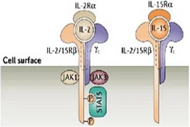Figure 7 : Structure des récepteurs de cytokines de la famille  γc  