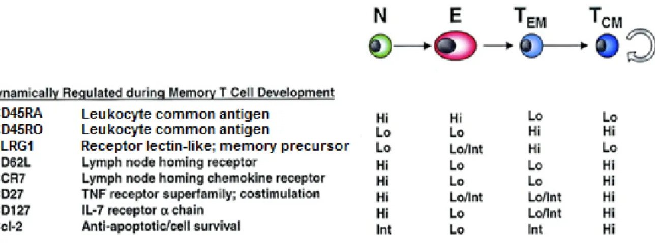 Figure 8 : Changements phénotypiques lors de la différenciation des lymphocytes T  CD8+ 