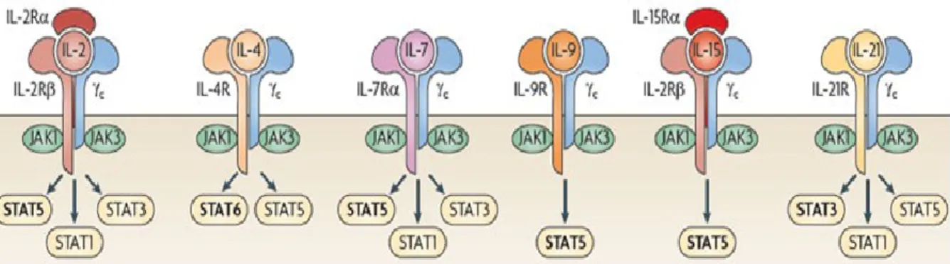Figure 9 : Les récepteurs de la famille de l’IL-2 et leurs protéines STATs associées 