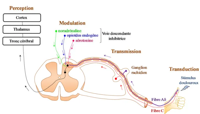 Figure 1. Physiologie des voies de la douleur.    