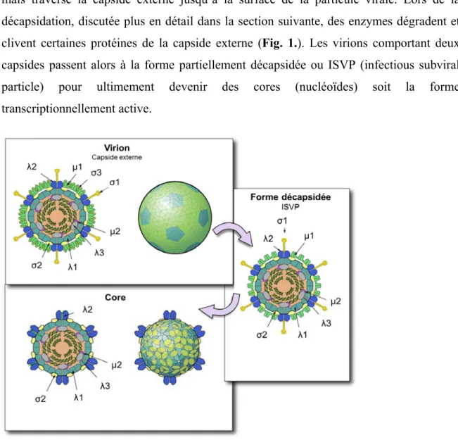Fig. 1.  Les différentes formes de réovirus.  