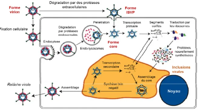 Fig. 2. Cycle de réplication de réovirus.   Adaptée de (Parker, 2008) 
