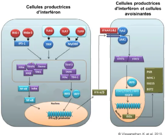 Fig. 7. Exemple de voies de signalisation de l’IFN stimulées suite à une infection virale et  protéines cellulaires impliquées