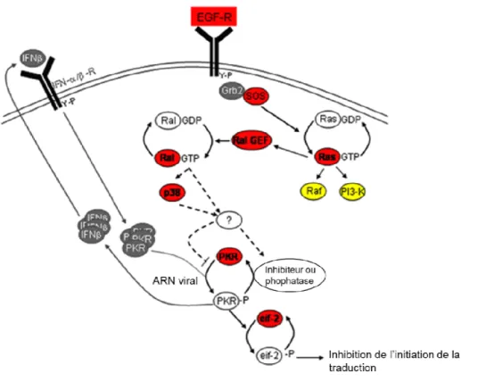 Fig. 8. Voies de signalisation impliquant Ras, PKR et l’interféron (IFNβ) suite à une  infection par réovirus