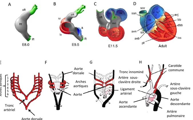 Figure 2. Changements morphologiques du cœur et remodelage des vaisseaux au cours  du développement chez les vertébrés