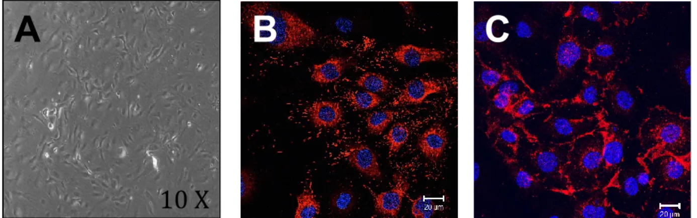 Figure 4 Morphologie des cellules endothéliales in vitro. Isolation primaire de CE de l’aorte  murine