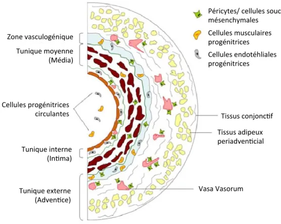 Figure  7.  Distribution  des  cellules  progénitrices  dans  la  paroi  vasculaire.  Différentes  populations  de  progénitrices  cellules  sont  présentes  dans  la  paroi  vasculaire