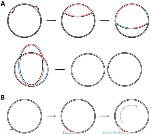 Figure 5. Représentation schématique des modèles de la boucle D double et du  cercle roulant