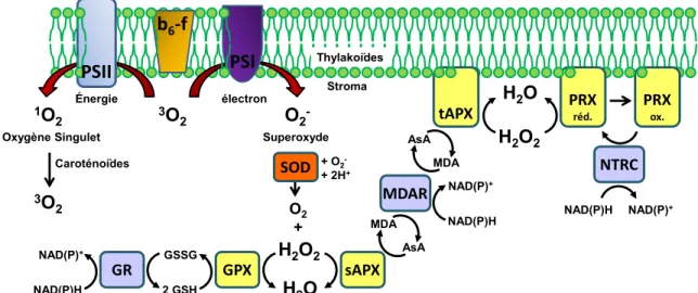 Figure 7. Les mécanismes et enzymes participant à la détoxification des ROS  dans le chloroplaste