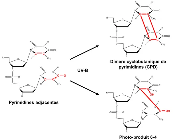 Figure 9. Les rayons UV-B mènent à la formation de liens covalents entre des  pyrimidines adjacentes