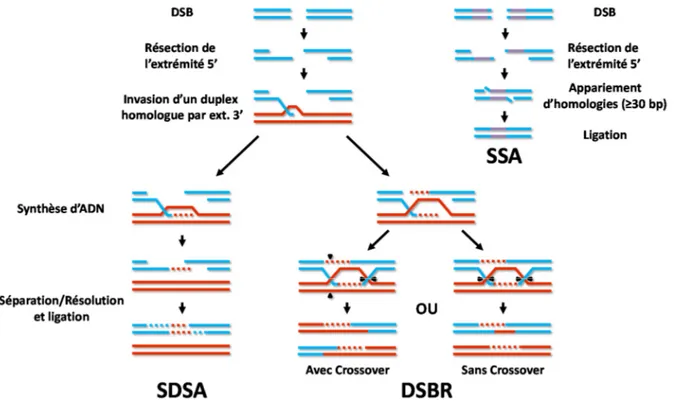 Figure 10. La réparation d’un DSB par recombinaison homologue. Suite à la 