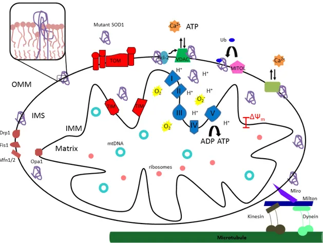 Figure 6: Mutant SOD1 and mitochondria in ALS. Mutant SOD1 associated with the OMM 