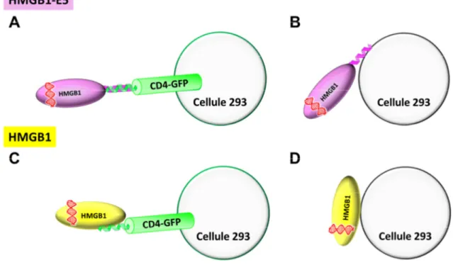 Figure V-1. Possibilités d’attachement des protéiplexes sur les cellules 293 et  293/K5-CD4-GFP