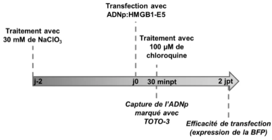 Figure V-2. Schéma chronologique des manipulations lors de la transfection  ciblée des cellules exprimant le récepteur fusionné avec le K5 par des 