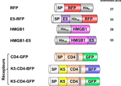 Figure V-3. Représentation schématique des protéines purifiées et des  récepteurs surexprimés, sous leur forme immature