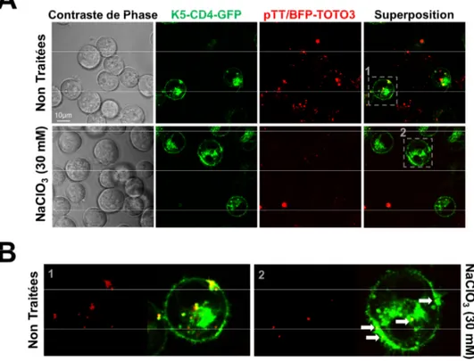 Figure V-14. Effet du prétraitement des cellules mixK5 avec du NaClO 3  sur la  capture ciblée des protéiplexes formés avec HMGB1-E5