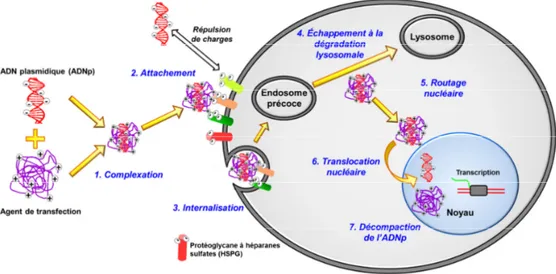 Figure II-2. Représentation schématique du transfert de gènes,  in vitro, par  endocytose