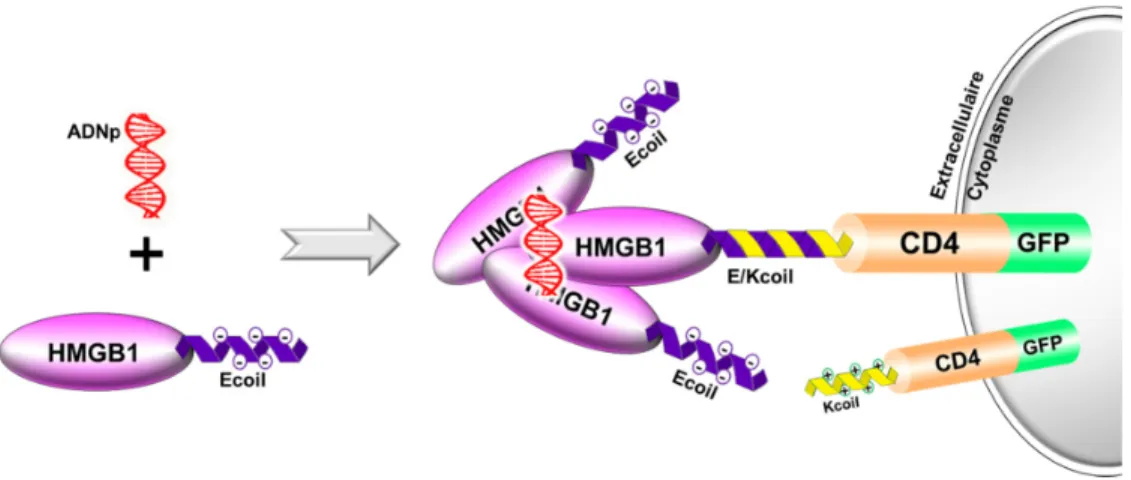 Figure II-3. Représentation schématique du nouveau système de transfection basé sur  l’utilisation du système E/Kcoil
