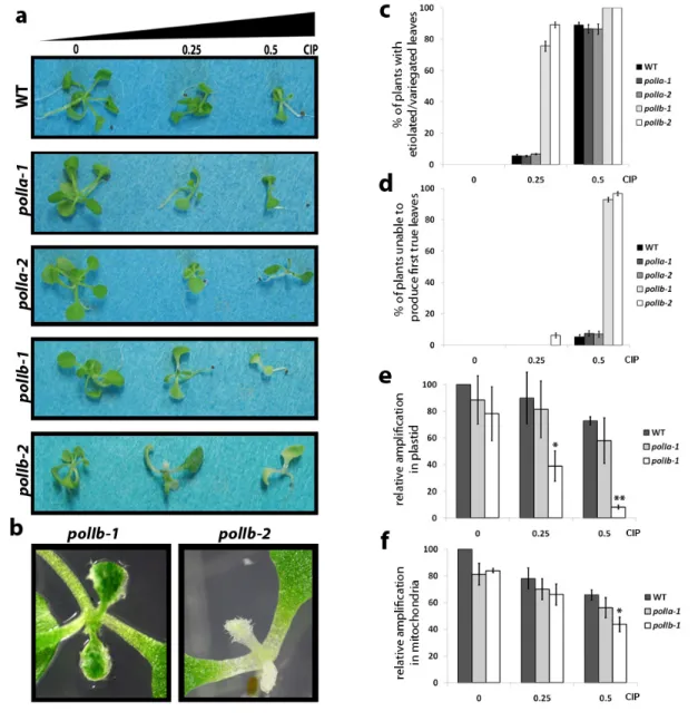 Figure 26. PolIB mutants exhibit an increased sensitivity to ciprofloxacin (CIP) and are impaired in  their ability to process DNA DSBs