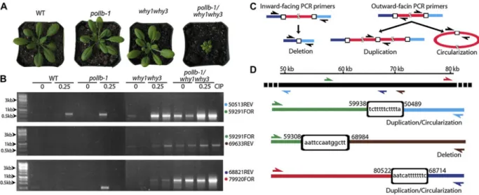 Figure 27. A polIb-1/why1why3 triple mutant yields a pale-green dwarf phenotype and gives rise to 