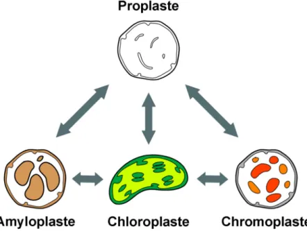 Figure 1: Étapes de différenciation menant aux principaux types de plastes. Les proplastes peuvent  mener à tous les types de plastides différenciés et ceux-ci ont la capacité de réaliser certains types  d’inter-conversions