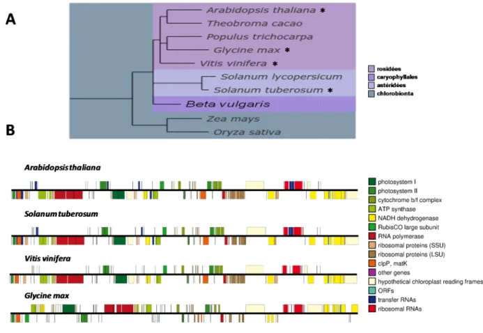 Figure 6: L’arrangement des gènes sur le génome du plastide est fortement conservé entre les  espèces