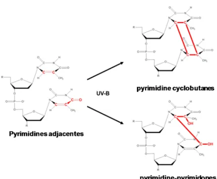 Figure 8: Modification de la structure des pyrimidines adjacentes par l’action des rayons UV