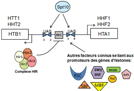 Figure I.4 Principaux facteurs qui se lient aux promoteurs des gènes d’histones  chez S