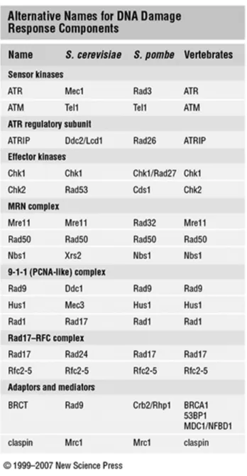 Table I. 1 Noms alternatifs pour les effecteurs lors du dommage à l’ADN  (Morgan 2007)