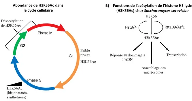 Figure I.8 Régulation et fonctions de l’acétylation de l’histone H3 lysine 56