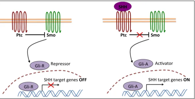 Figure 3: SHH signaling pathway schematic. In the absence of SHH, the receptor Ptc is  located  in  the  cilium  and  suppresses  Smoothened  (Smo)