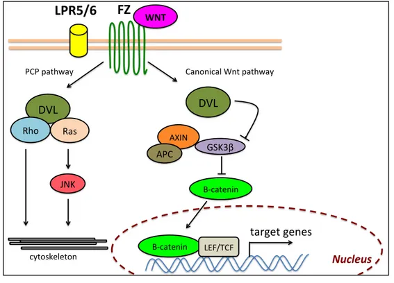 Figure  4:  WNT  signaling  pathway  schematic.  The  extracellular  signalling  molecule  WNT  activates the canonical pathway (right) and the planar cell polarity (PCP) pathway (left)