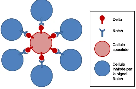 Figure 2 : Représentation schématique simplifiée du processus d'inhibition latérale. 