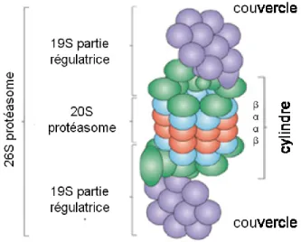 Figure 2.  Schéma  de  la  structure  du  protéasome.  Le  26S  protéasome  comprend  deux 