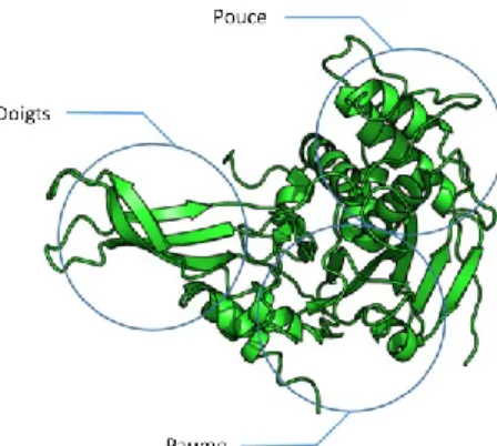 Figure 3. Structure d’une USP. Structure 3D d’une USP rappelant la forme d’une main. La 