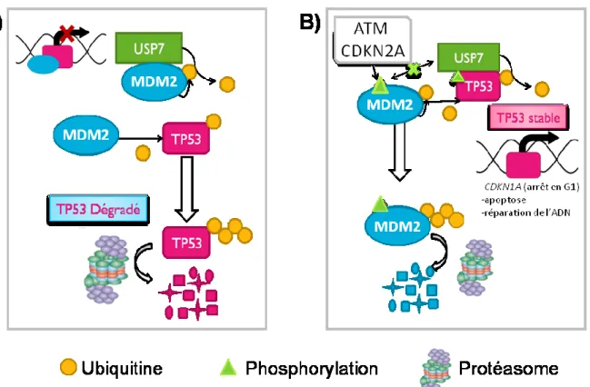 Figure 5. Interactions principales et simplifiées de l’axe USP7-MDM2-TP53. (A) Dans une 