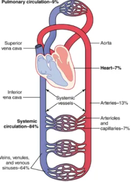 Figure 2 : Grande et petite circulation 