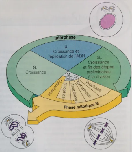 Figure 8 : Cycle cellulaire 
