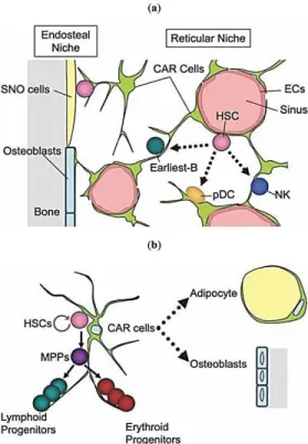 Figure  1.2:  Les  niches  de  la  moelle  osseuse  impliquées  dans  le  maintien  et  la  régulation  des  progéniteurs 